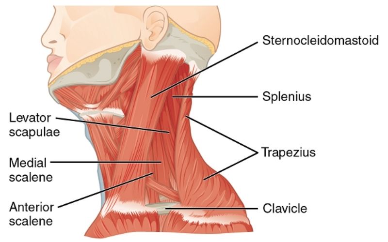 Nhóm cơ cổ (neck) – nhóm cơ ít được chú ý